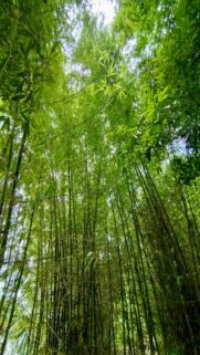 Reaching For The Sky: Tall Green Bamboo Stalks Wallpaper