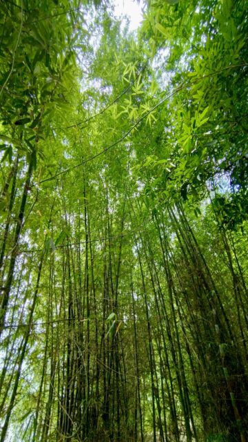 Reaching For The Sky: Tall Green Bamboo Stalks Wallpaper