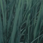Nature's Serenity: Tall Green Grass With Water Droplets After Rain