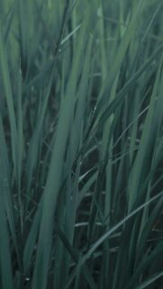 Nature’s Serenity: Tall Green Grass With Water Droplets After Rain