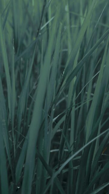 Nature's Serenity: Tall Green Grass With Water Droplets After Rain