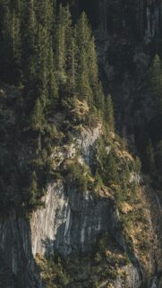 Mountain Pine Landscape