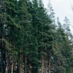 Dense Forest with Tall Pine Trees