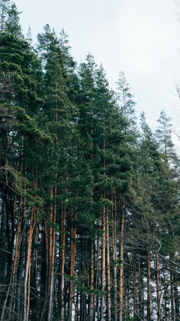 Dense Forest with Tall Pine Trees