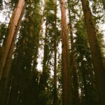 Reaching for the Sky: Tall Redwood Trees