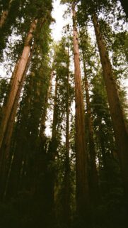 Reaching for the Sky: Tall Redwood Trees