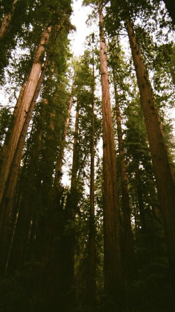 Reaching for the Sky: Tall Redwood Trees