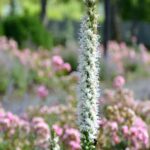 Tall White Flower Stands In A Field Of Pink Flowers