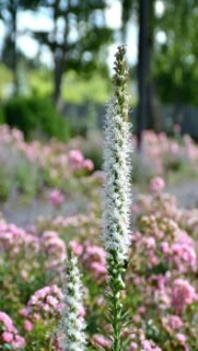 Tall White Flower Stands In A Field Of Pink Flowers