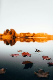 Tranquil Autumn Scene Of Leaves On A Reflective Lake Showcasing Vibrant Fall Colors – Free 4K HD Download