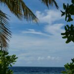 Tropical Oasis: Palm Trees and Turquoise Ocean