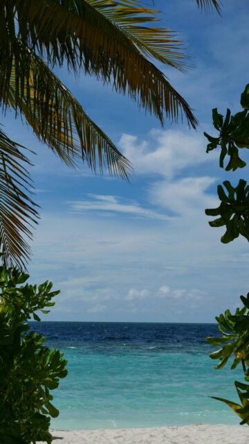 Tropical Oasis: Palm Trees and Turquoise Ocean