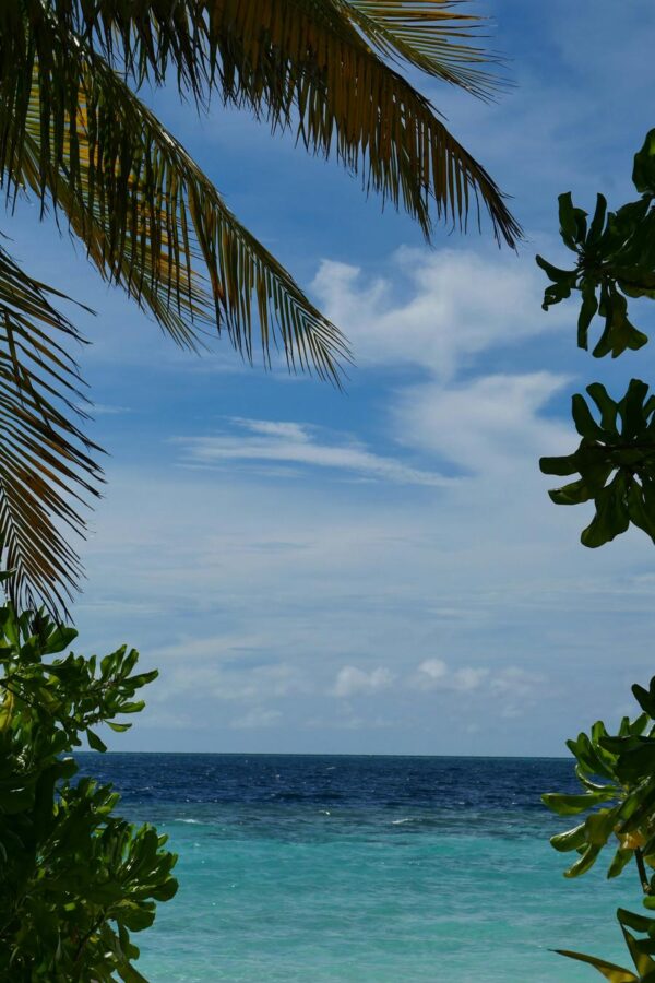 Tropical Oasis: Palm Trees and Turquoise Ocean
