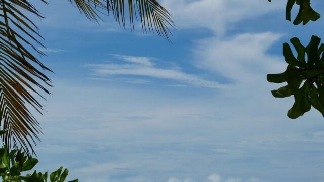 Tropical Oasis: Palm Trees and Turquoise Ocean