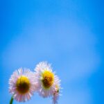 Delicate Blooms Against A Bright Blue Sky