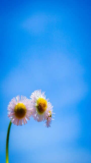 Delicate Blooms Against A Bright Blue Sky