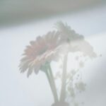 Gerbera Daisies in Vase with Baby's Breath