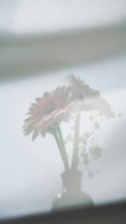 Gerbera Daisies in Vase with Baby’s Breath