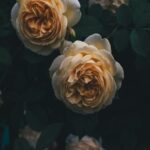 Pale Yellow Roses Against Green Leaves
