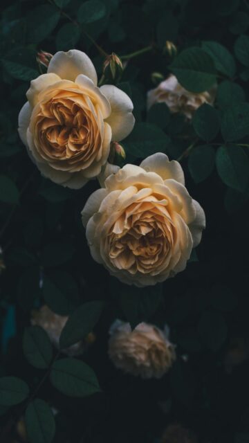 Pale Yellow Roses Against Green Leaves