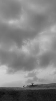 Cloudy Serenity: Two Trees on a Hill