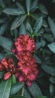 Vibrant Red Rhododendron Blooms