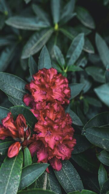 Vibrant Red Rhododendron Blooms