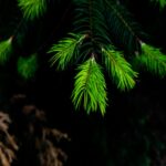Vibrant Green Pine Needles on Dark Forest Background