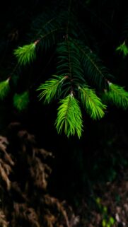 Vibrant Green Pine Needles on Dark Forest Background