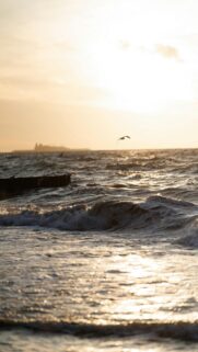 Coastal Bliss: Waves Crash On Shore with Bird Flying Overhead