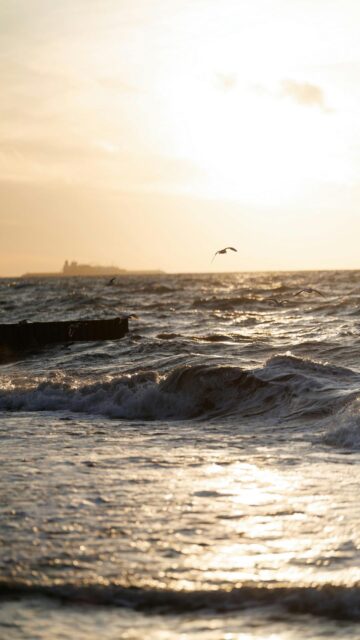 Coastal Bliss: Waves Crash On Shore with Bird Flying Overhead