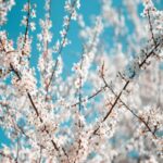 White Cherry Blossoms Against A Bright Blue Sky