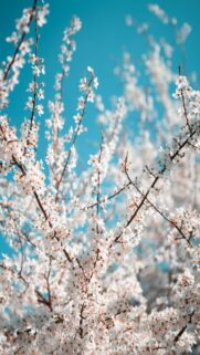 White Cherry Blossoms Against A Bright Blue Sky