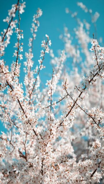 White Cherry Blossoms Against A Bright Blue Sky