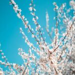 spring-cherries-bloom-blue-sky