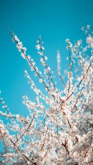 spring-cherries-bloom-blue-sky