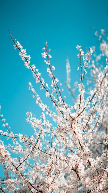 spring-cherries-bloom-blue-sky