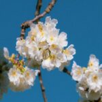 Serene White Cherry Blossoms on a Blue Sky Mobile Wallpaper