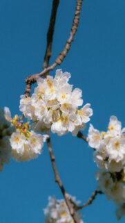 Serene White Cherry Blossoms on a Blue Sky Mobile Wallpaper