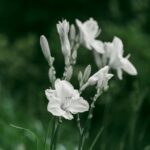 Lush Green Garden with White Lilies
