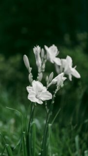 Lush Green Garden with White Lilies