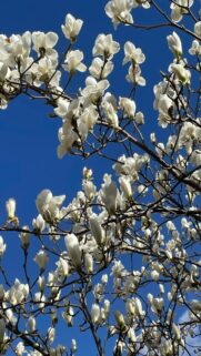 Beautiful White Magnolia Blooms Against a Bright Blue Sky Wallpaper
