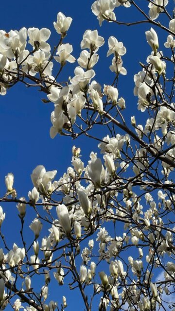 Beautiful White Magnolia Blooms Against a Bright Blue Sky Wallpaper