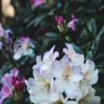 white-rhododendron-flowers-amongst-dark-green-leaves