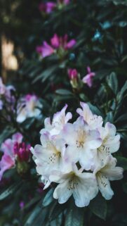 white-rhododendron-flowers-amongst-dark-green-leaves