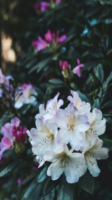 white-rhododendron-flowers-amongst-dark-green-leaves