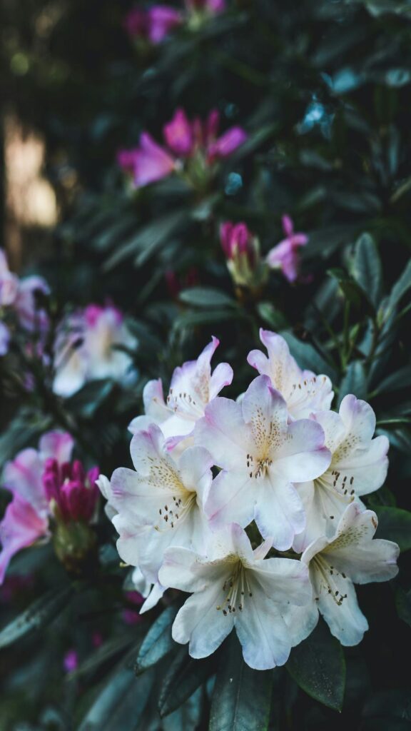 white-rhododendron-flowers-amongst-dark-green-leaves