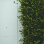 Natural Serenity: White Wall with Green Bush and Brick Trim