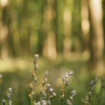 Serenene Forest Landscape Wallpaper