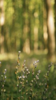 Serenene Forest Landscape Wallpaper